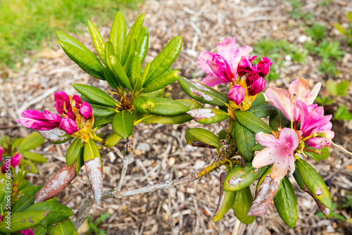 Close up rhododendron plant with disease on leaves photo