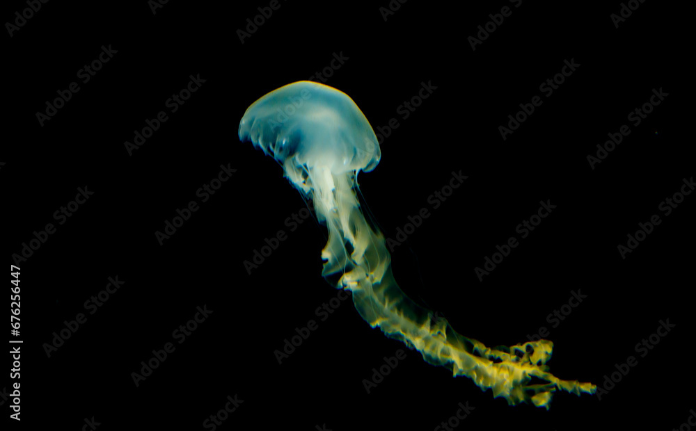 Jellyfish swimming in an aquarium on black background Jellyfish swimming in an aquarium on black background