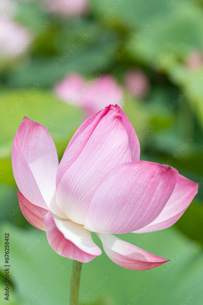 Lotus flower and Lotus flower plants in the pond. Natural background Lotus flower and Lotus flower plants in the pond. Natural background