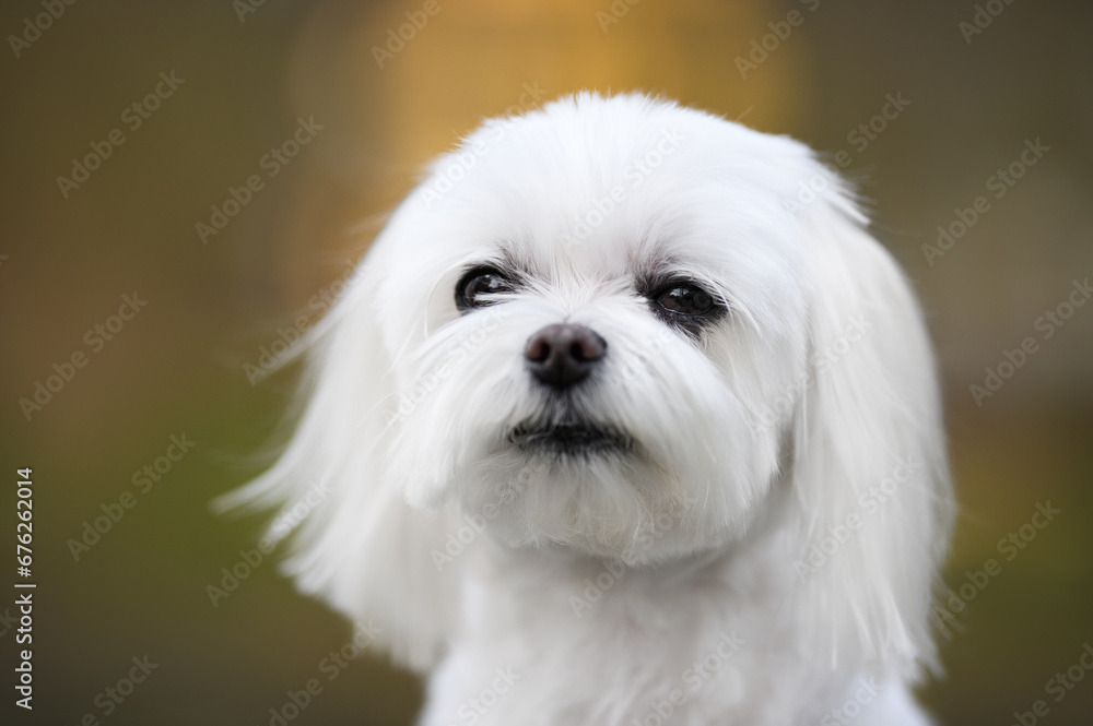 maltese dog close up portrait outdoors in summer