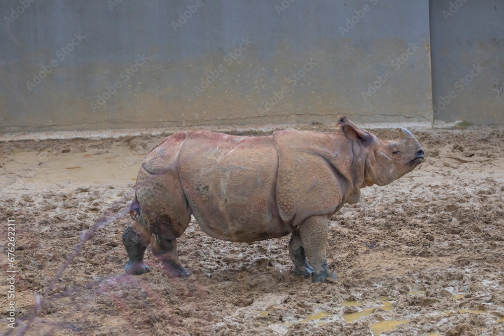 The Indian rhino is the largest rhino species living in Asia. The Indian rhinoceros used to live in a very large area around the Himalayan Mountains. The Indian rhino is the largest rhino species living in Asia. The Indian rhinoceros used to live in a very large area around the Himalayan Mountains.