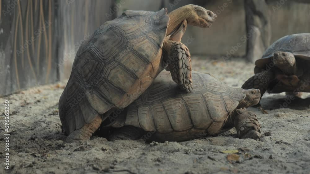 Male Giant Tortoises Walk To Mate With Female Turtles Galapagos Giant Male Giant Tortoises Walk To Mate With Female Turtles Galapagos Giant