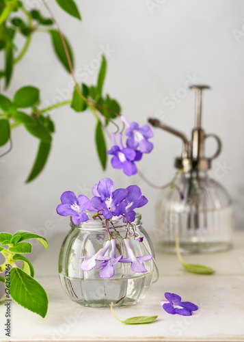 Beautiful bouquet of violet false African flowers and vintage steel water sprayer at garden home. (Streptocarpus saxorum) Botany indoor decor concept.
