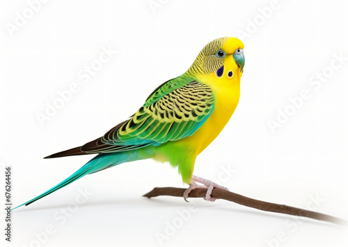 Parakeet Parrot isolated on white background