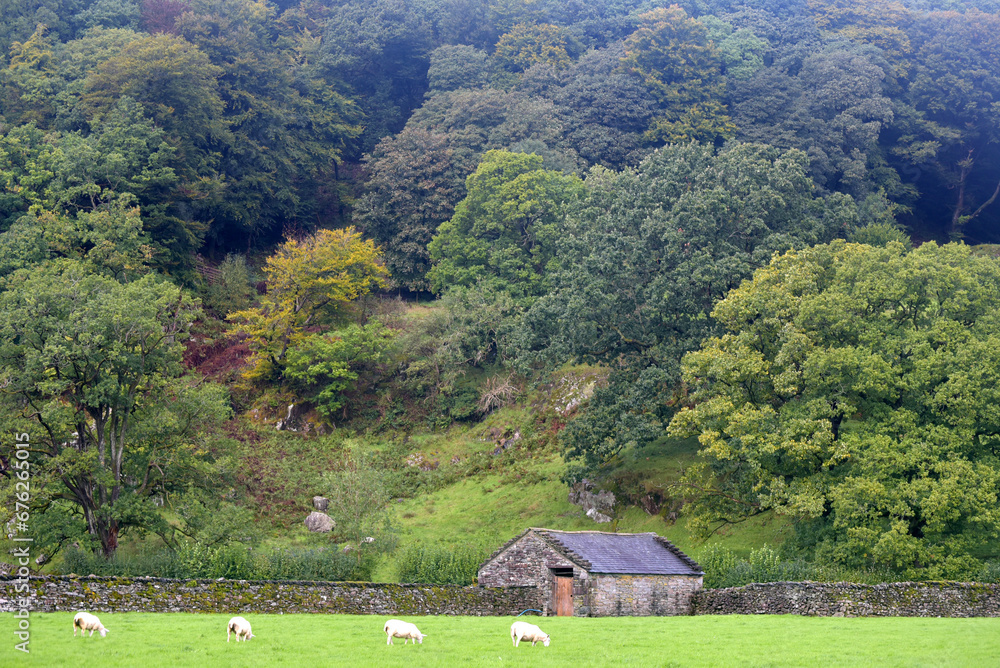 Sheep grazing in a field outside the village of Grasmere in the Lake District