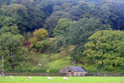 Sheep grazing in a field outside the village of Grasmere in the Lake District