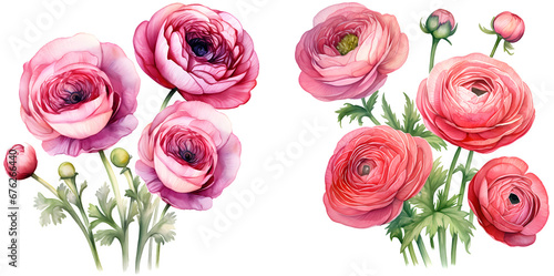 Pink ranunculus watercolor illustration clipart. Generative AI