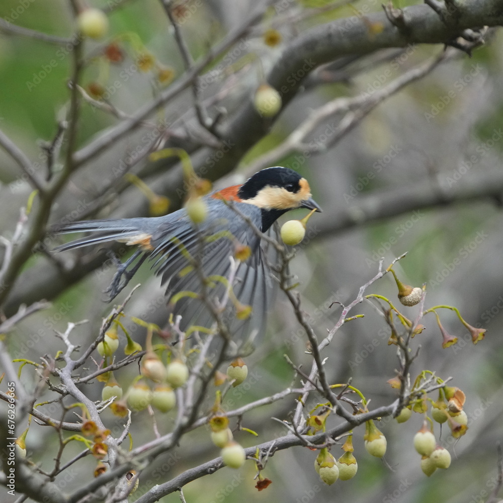 varied tit on a japanese snowball tree varied tit on a japanese snowball tree