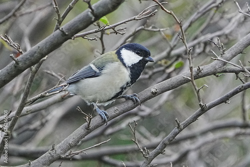japanese tit on a branch