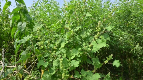 Xanthium strumarium. Its other names rough cocklebur, clotbur, common cocklebur, large cocklebur and woolgarie bur. This plant fruits has many medicinal properties.
 photo