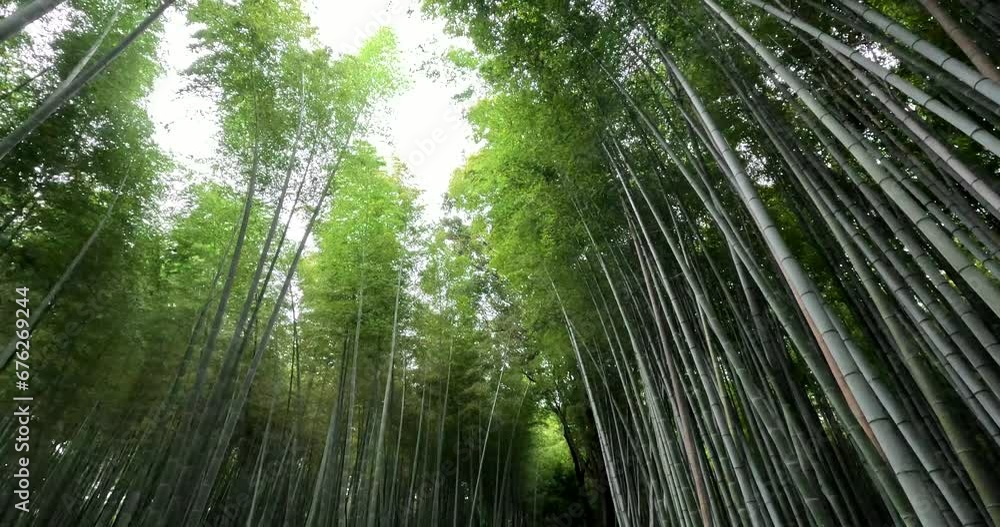 Arashiyama Bamboo Forest In Kyoto Japan; 4K Walking Tour POV. Arashiyama Bamboo Forest In Kyoto Japan; 4K Walking Tour POV.