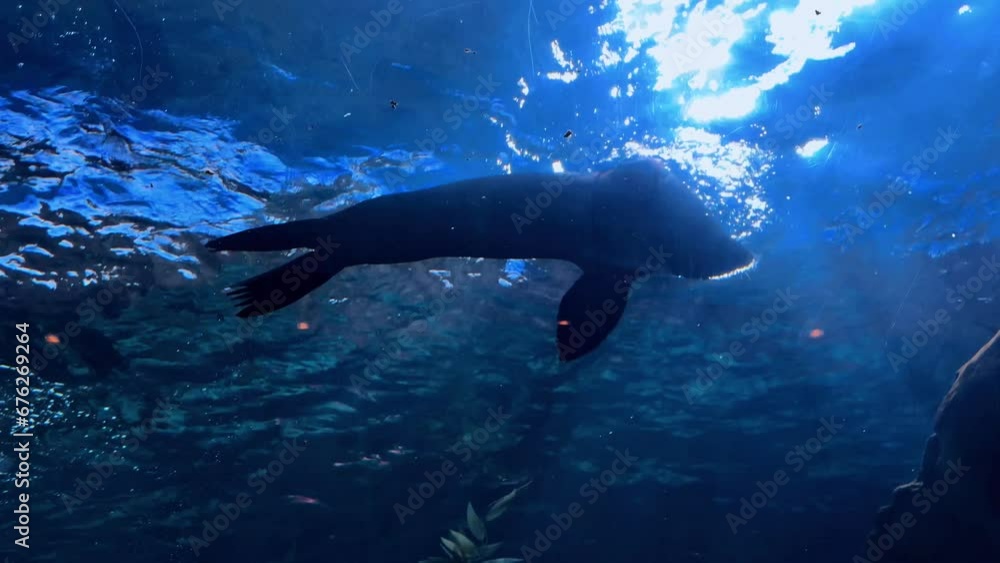 Beautifull sea lion swimming under sea water, Close up footage of Sea lions or walrus or seal swimming under water. High quality 4k raw slow motion footage. High quality 4k footage