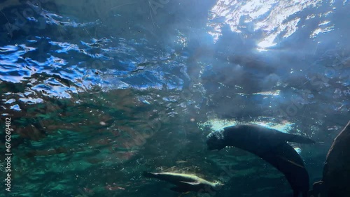 Beautifull sea lion swimming under sea water, Close up footage of Sea lions or walrus or seal swimming under water. High quality 4k raw slow motion footage. High quality 4k footage photo