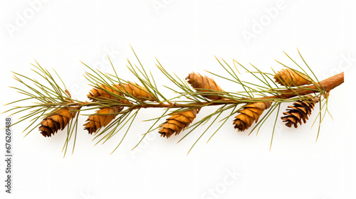Pine nuts on branch isolated on white background