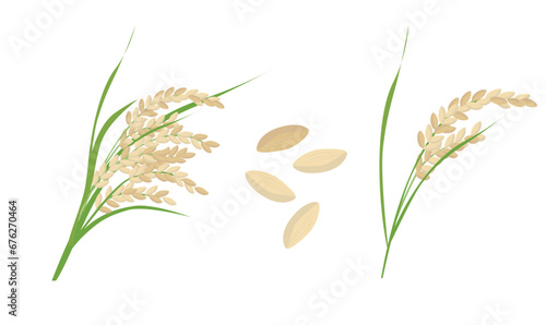 Rice vector. Cereal plant clip art. Grain. Asian food. Vietnamese traditional plant. Flat vector in cartoon style isolated on white background.