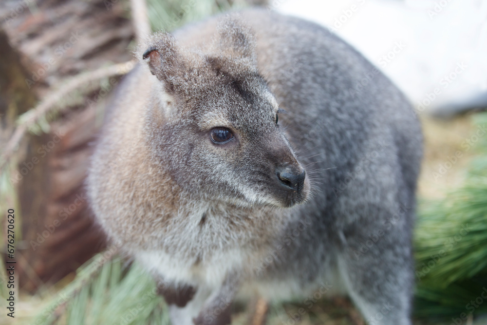 Kangaroo.
 Kangaroos are a family of marsupial mammals. Common in Australia. Twilight animals, very careful.