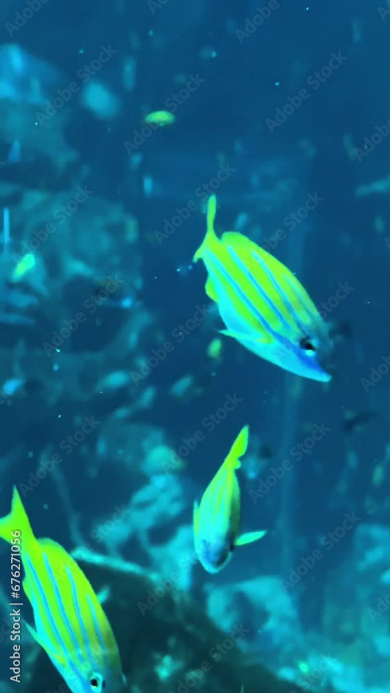 fish in aquarium fish in aquarium