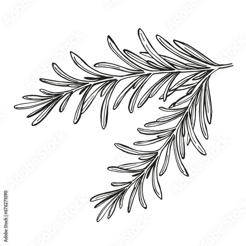 hand drawn vector illustration of rosemary brunch, black and white sketch of herb, spice plant isolated on white background