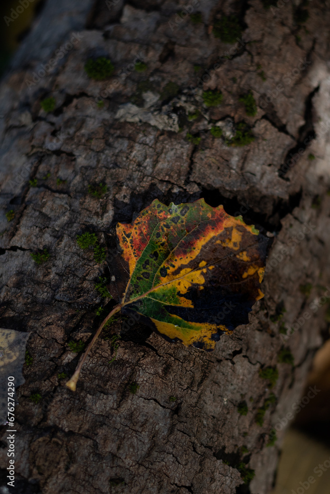 autumn leaves in the forest. autumn leaves on the bark of a tree