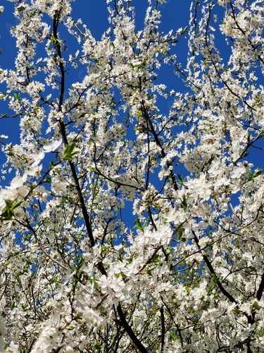 cherry tree blossom