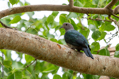 Tableau sur toile The green imperial pigeon is a large forest pigeon