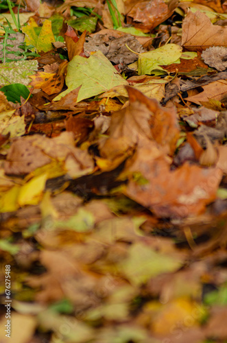selective focus, dry fallen leaves in the autumn