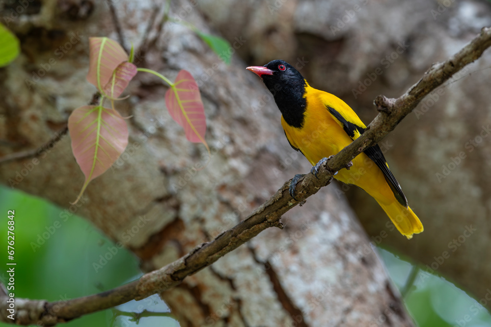 The black-hooded yolk is a member of the yellow-yolk family of songbirds and is an established breeder throughout tropical southern Asia, from India and eastern Sri Lanka to Indonesia.
