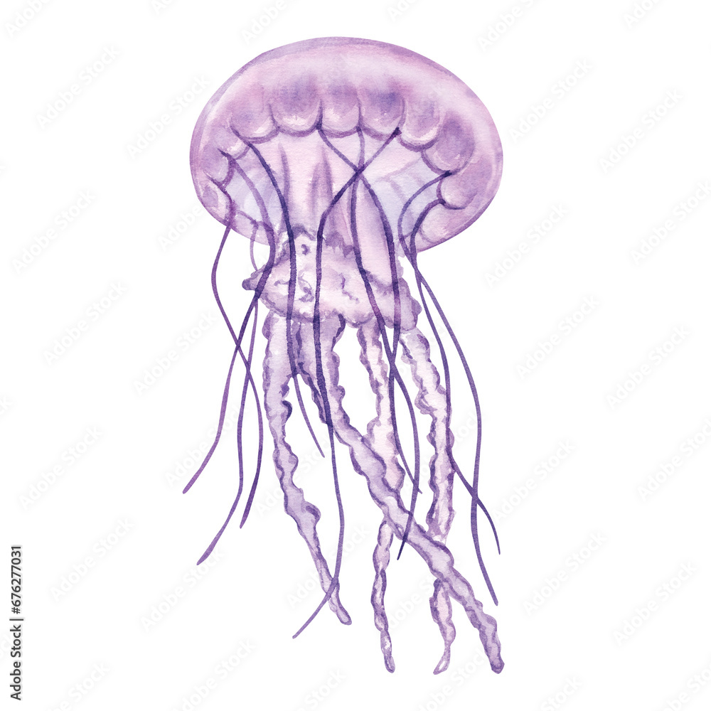 Transparent lilac jellyfish, medusa. Deep sea toxic animal. Cartoon sketch aquarium decor. Hand-drawn watercolor illustration isolated on white background Transparent lilac jellyfish, medusa. Deep sea toxic animal. Cartoon sketch aquarium decor. Hand-drawn watercolor illustration isolated on white background