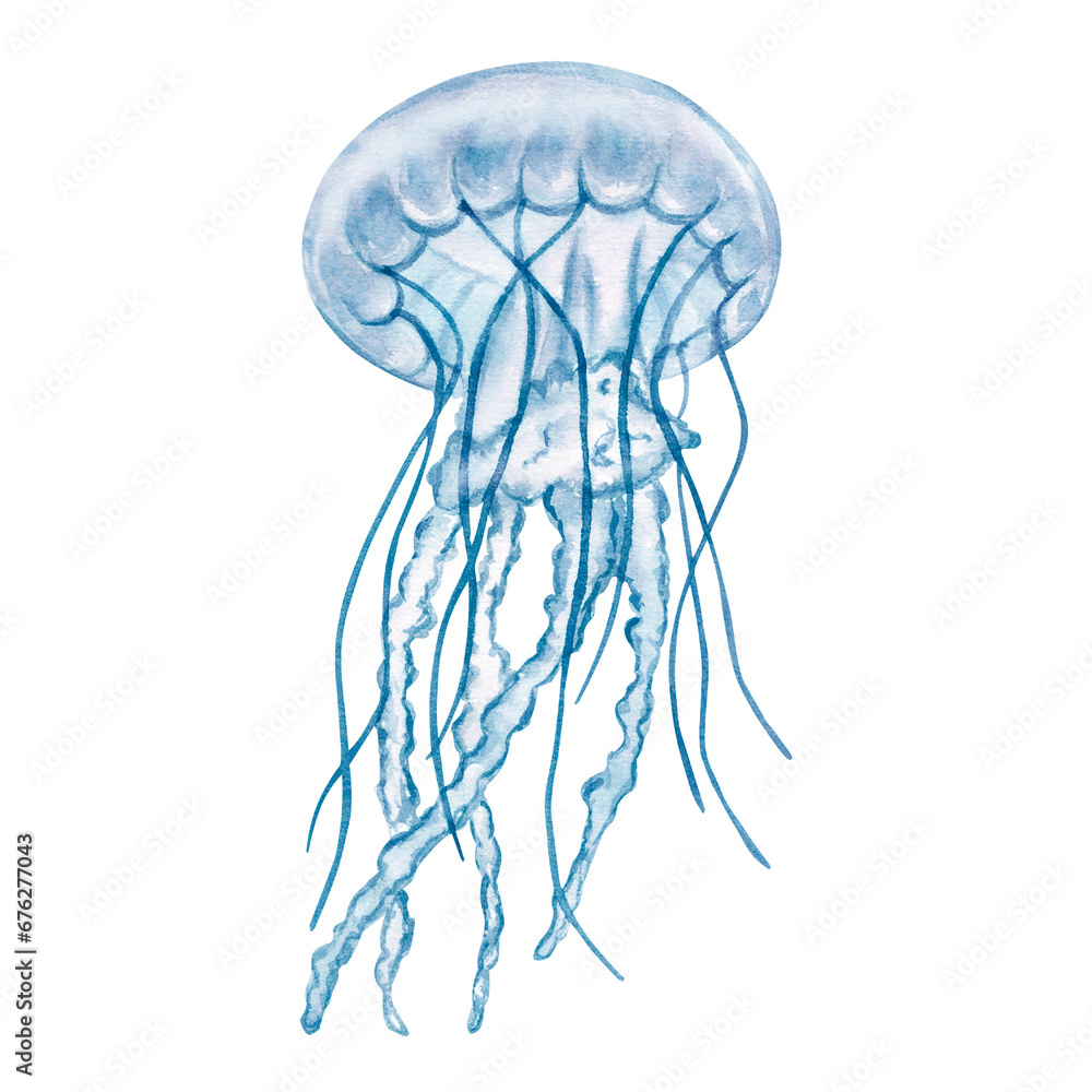 Naklejka premium Transparent blue jellyfish, medusa. Deep sea toxic animal. Cartoon sketch aquarium decor. Hand-drawn watercolor illustration isolated on white background