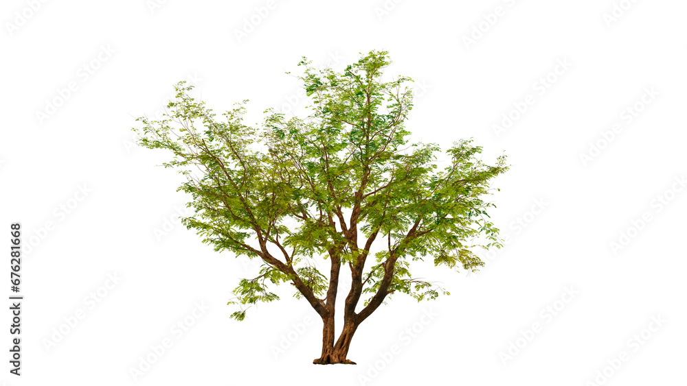 Tree on transparent background, real tree green leaf isolate die cut png file on isolated background, alpha png - obrazy, fototapety, plakaty 