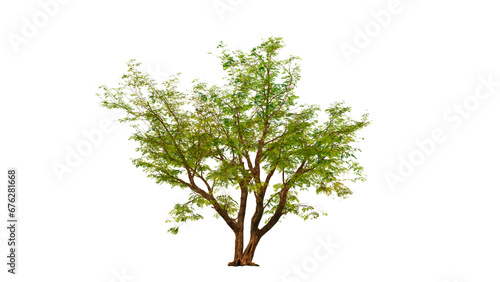 Tree on transparent background, real tree green leaf isolate die cut png file on isolated background, alpha png photo