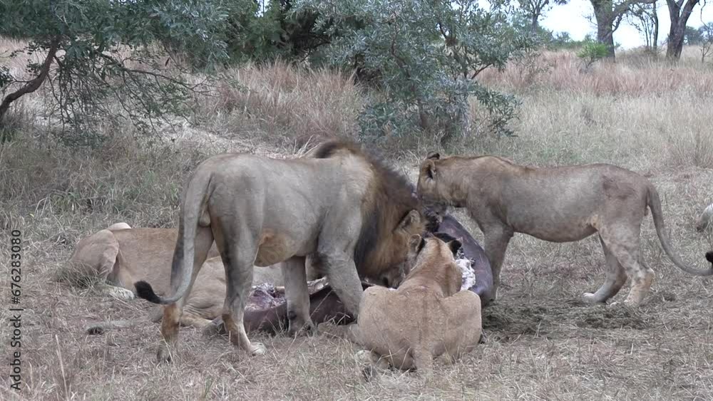 Male lion walks towards hippo carcass and chases young lion. Close up, handheld Male lion walks towards hippo carcass and chases young lion. Close up, handheld