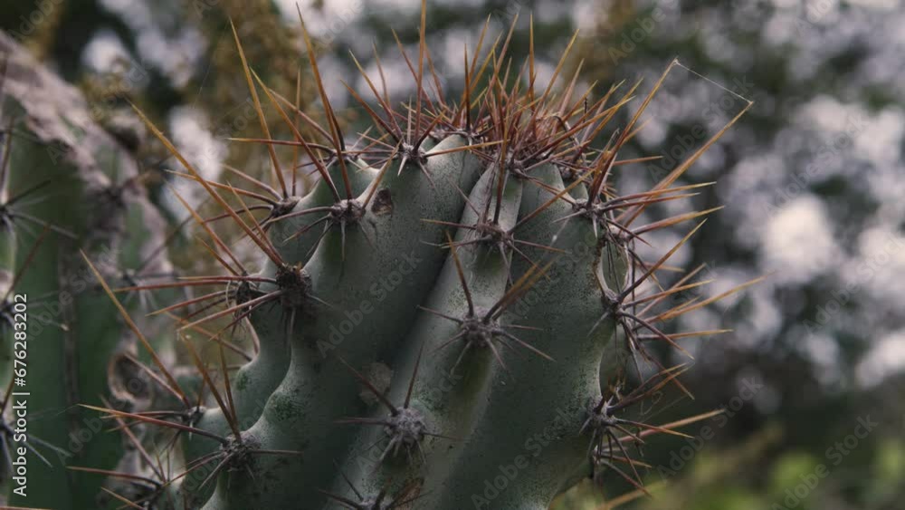Close up video of a cactus with its spines in the midst of the natural landscape Close up video of a cactus with its spines in the midst of the natural landscape
