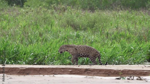 Jaguar, Panthera onca, a big solitary cat native to the Americas, hunting along the river banks of the Pantanl, the biggest swamp area of the world, near the Transpantaneira in Porto Jofre in Brazil. photo