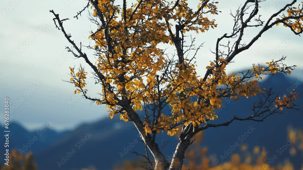 Twisted branches of birch tree with yellow leaves in the autumn tundra. Sow-motion parallax shot, bokeh background. Twisted branches of birch tree with yellow leaves in the autumn tundra. Sow-motion parallax shot, bokeh background.