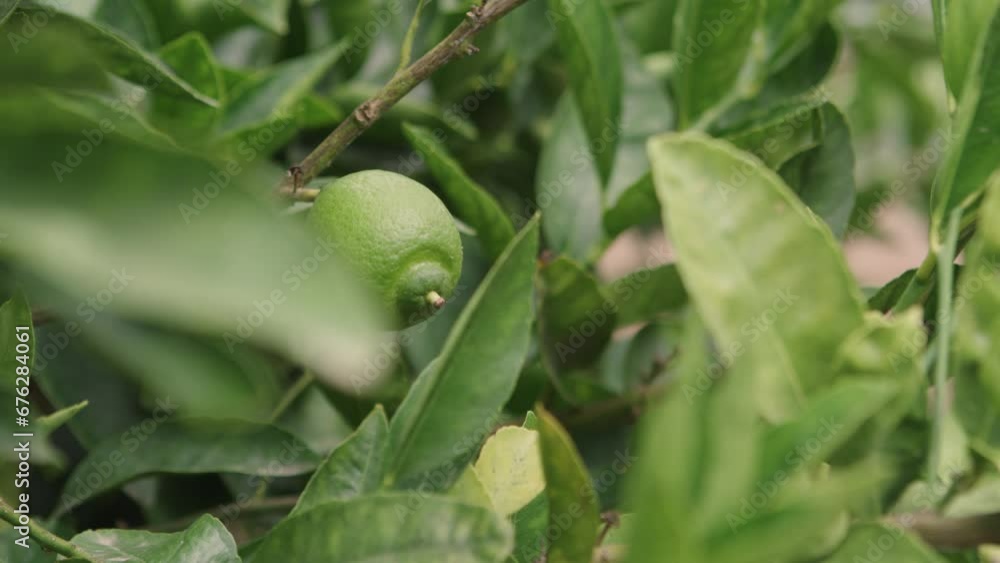 Focus on a lemon hanging amidst the branches and leaves. Lemon tree close up video Focus on a lemon hanging amidst the branches and leaves. Lemon tree close up video