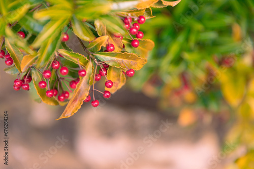 Close-up leaves and berrries of Nandina domestica plant  photo