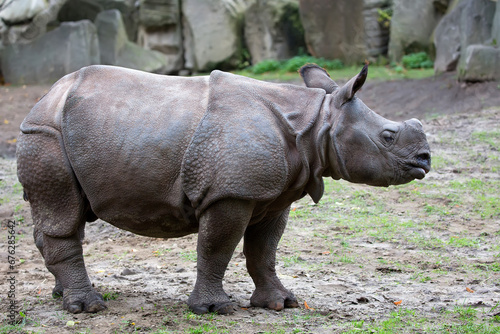 rhino in a clearing 