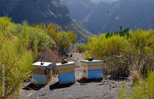 Apiary.Bee hives in a mountain meadow of Masca village,Tenerife,Canary Islands,Spain.