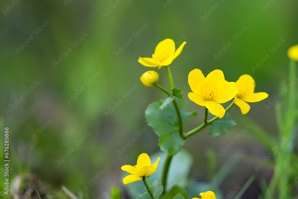 yellow flowers in the garden yellow flowers in the garden