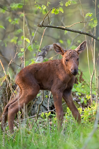 Young moose in the forest in the wild 