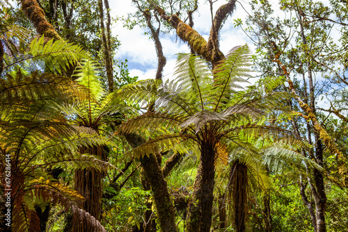 Alsophila tricolor (Cyathea dealbata,) silver fern, silver tree-fern, ponga or punga  photo