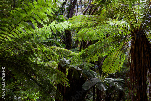 Alsophila tricolor  Cyathea dealbata   silver fern  silver tree-fern  ponga or punga 