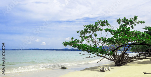 Trees on sand beach with blue sky on sea background