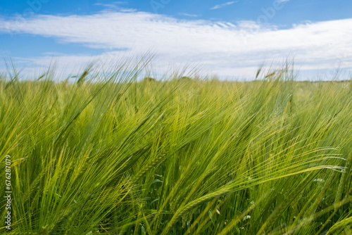 Field of Barley beneath blue skies on a farm in Devon  UK