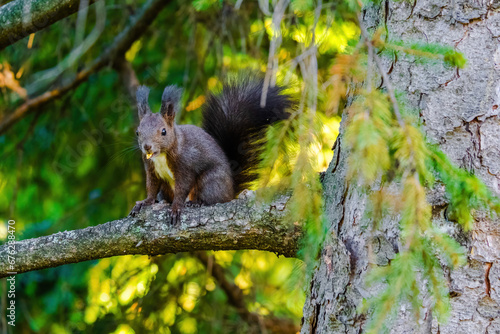 cute young squirrel portrait on tree at park, wildlife © hristoshanov