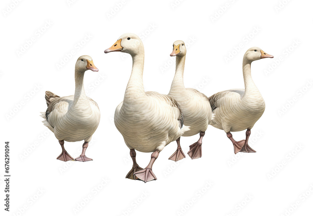 group of geese group of geese