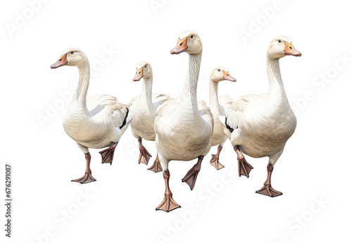 group of geese isolated