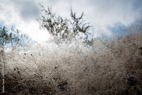 Teias de aranha e ervas secas cobertas de orvalho e alguma geada numa manhã fria de inverno photo
