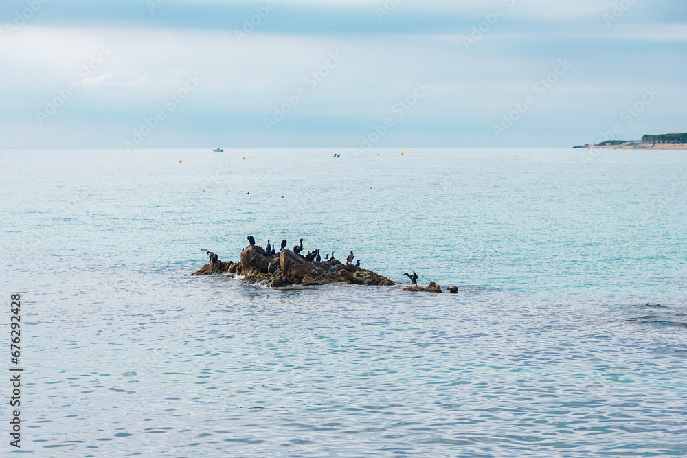 Group of Phalacrocorax aristotelis birds on a rock in the middle of Mediterranean sea in a cloudy day. European shags relaxed at Blanes beach (Gerona Province) Group of Phalacrocorax aristotelis birds on a rock in the middle of Mediterranean sea in a cloudy day. European shags relaxed at Blanes beach (Gerona Province)